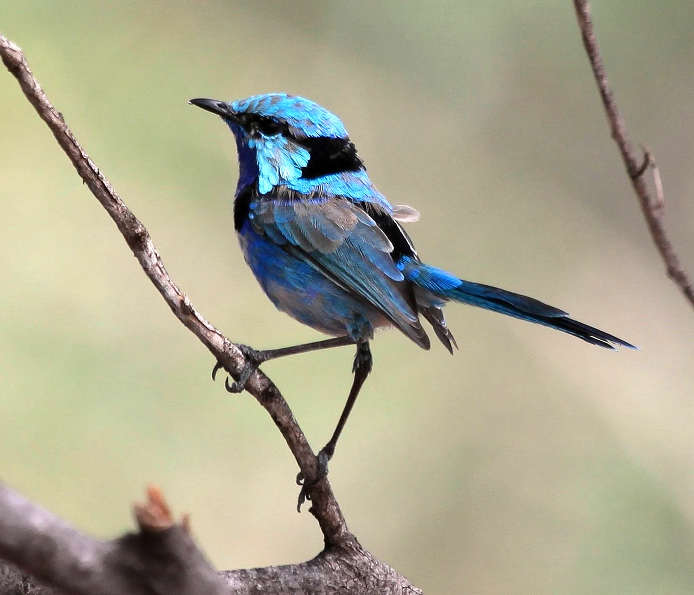 Синяя птица в Австралии
