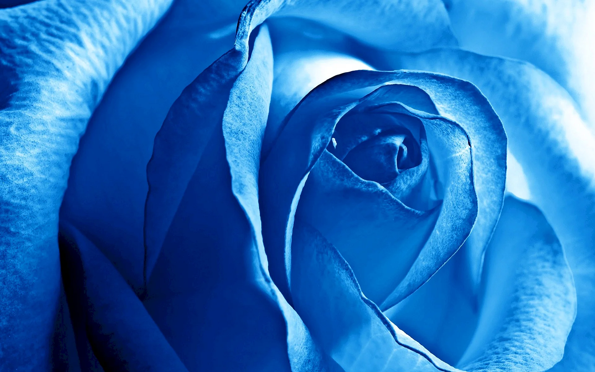 Синяя роза (2017)