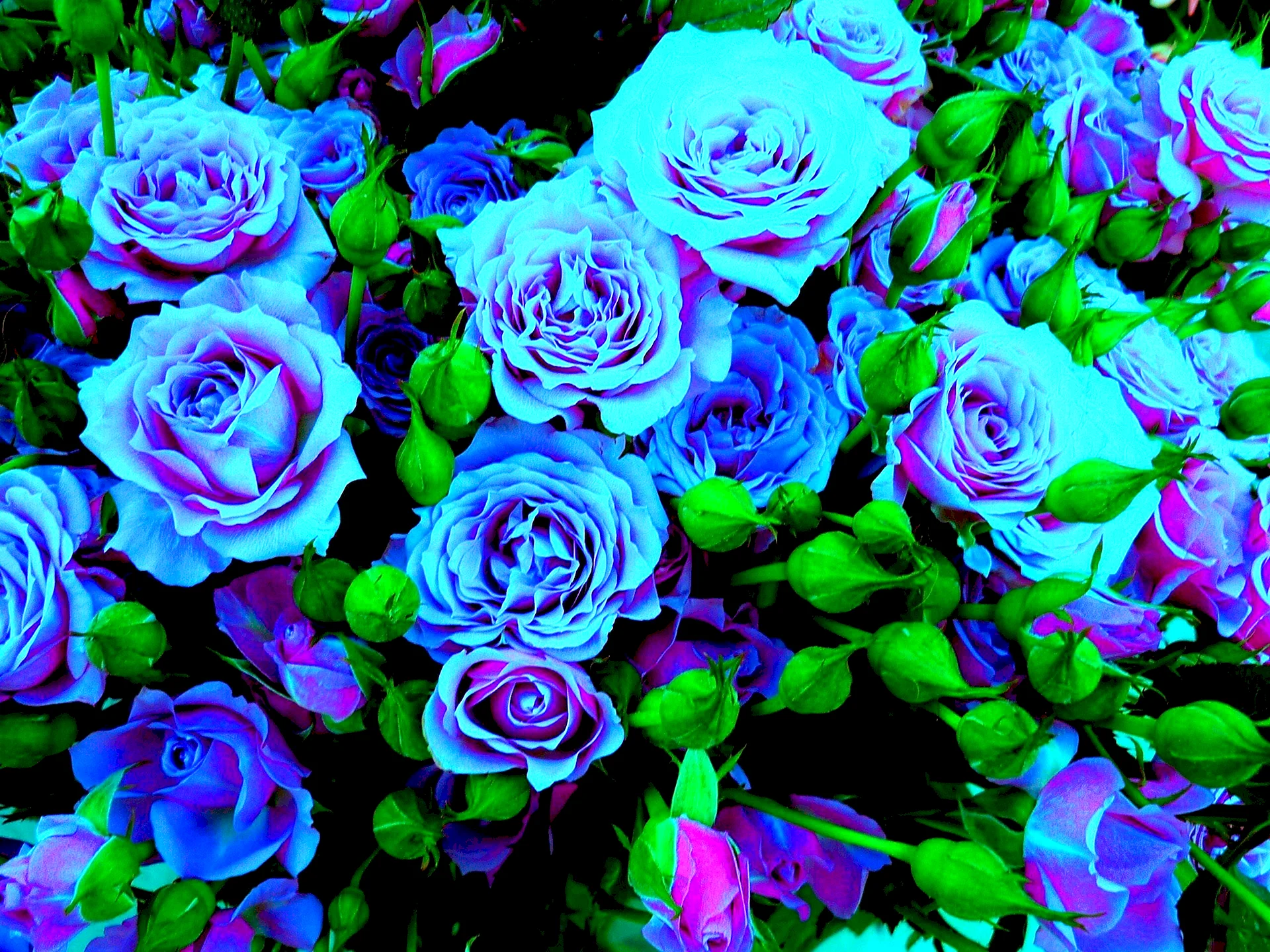 Синяя роза Беккер