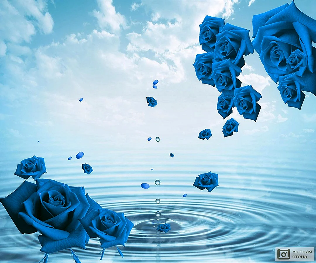 Синяя роза на воде
