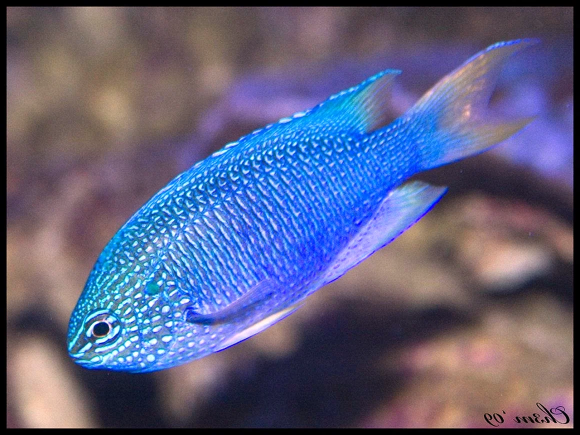 Синяя рыба