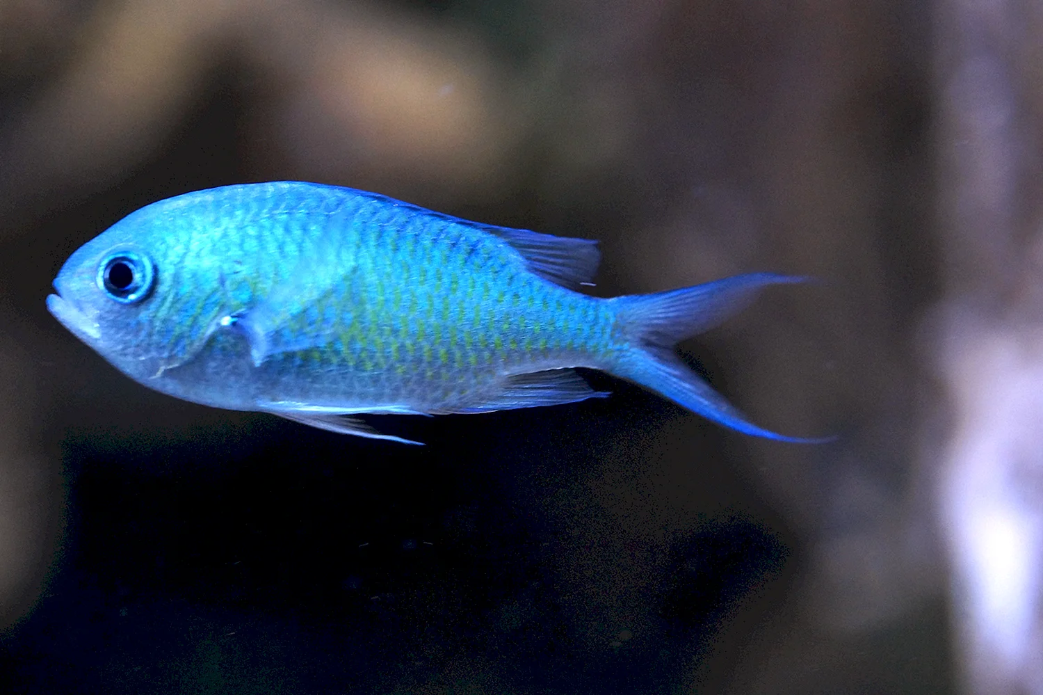 Синие аквариумные рыбки