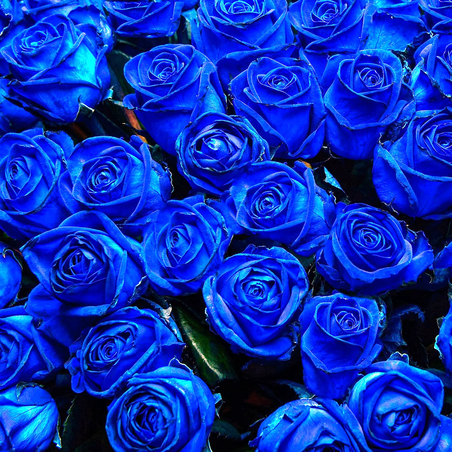 Синие розы красота