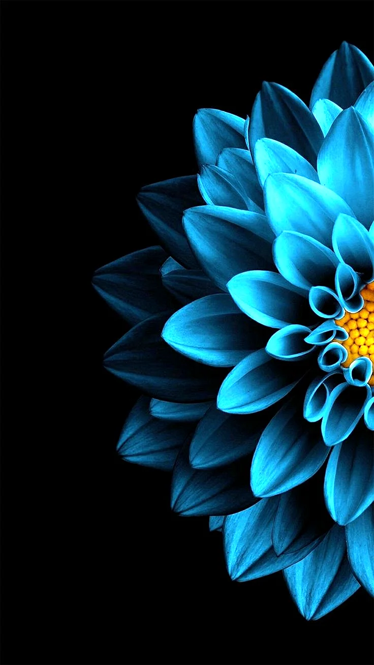 Синие цветы на темном фоне