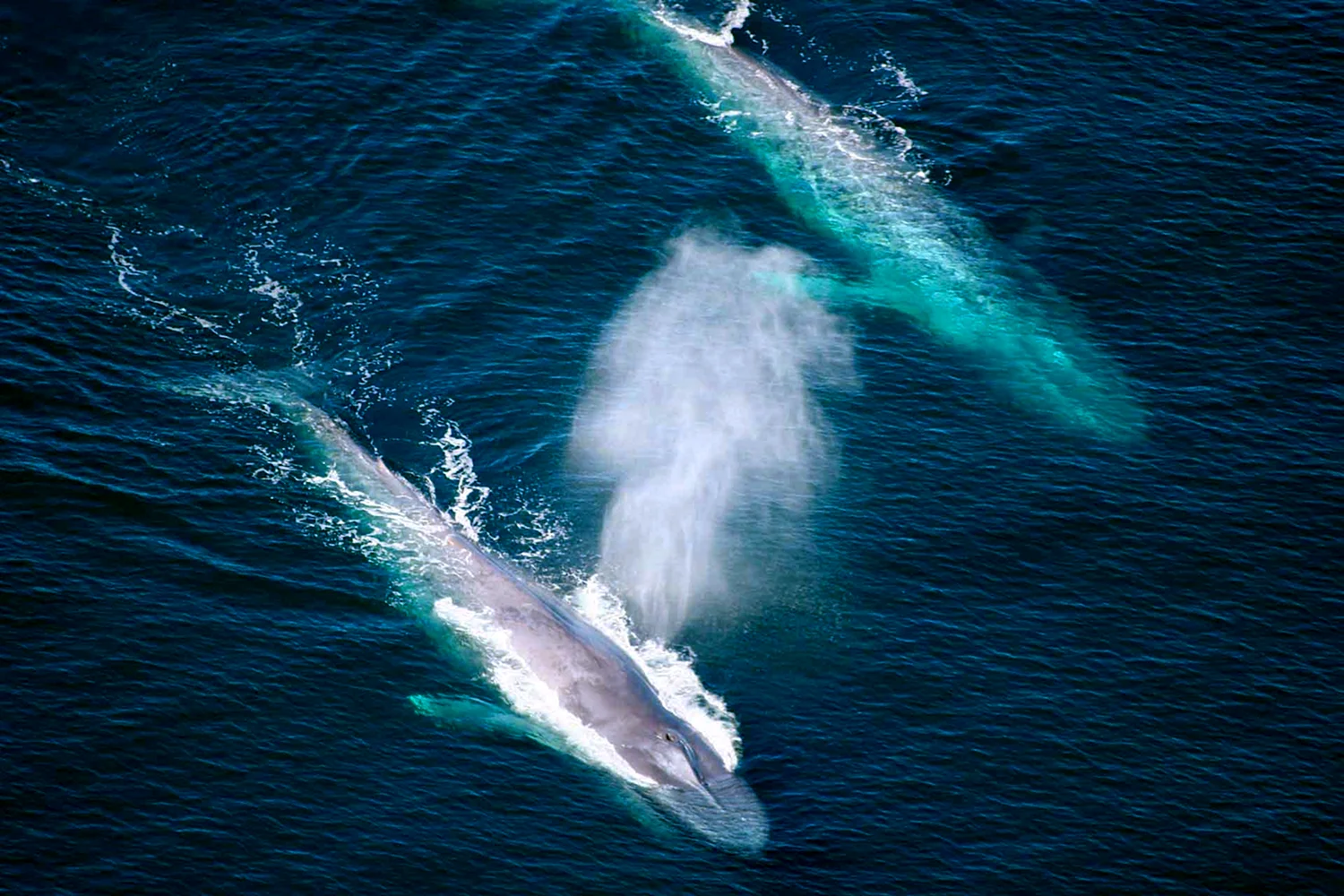 Синий кит ≈ 150 тонн