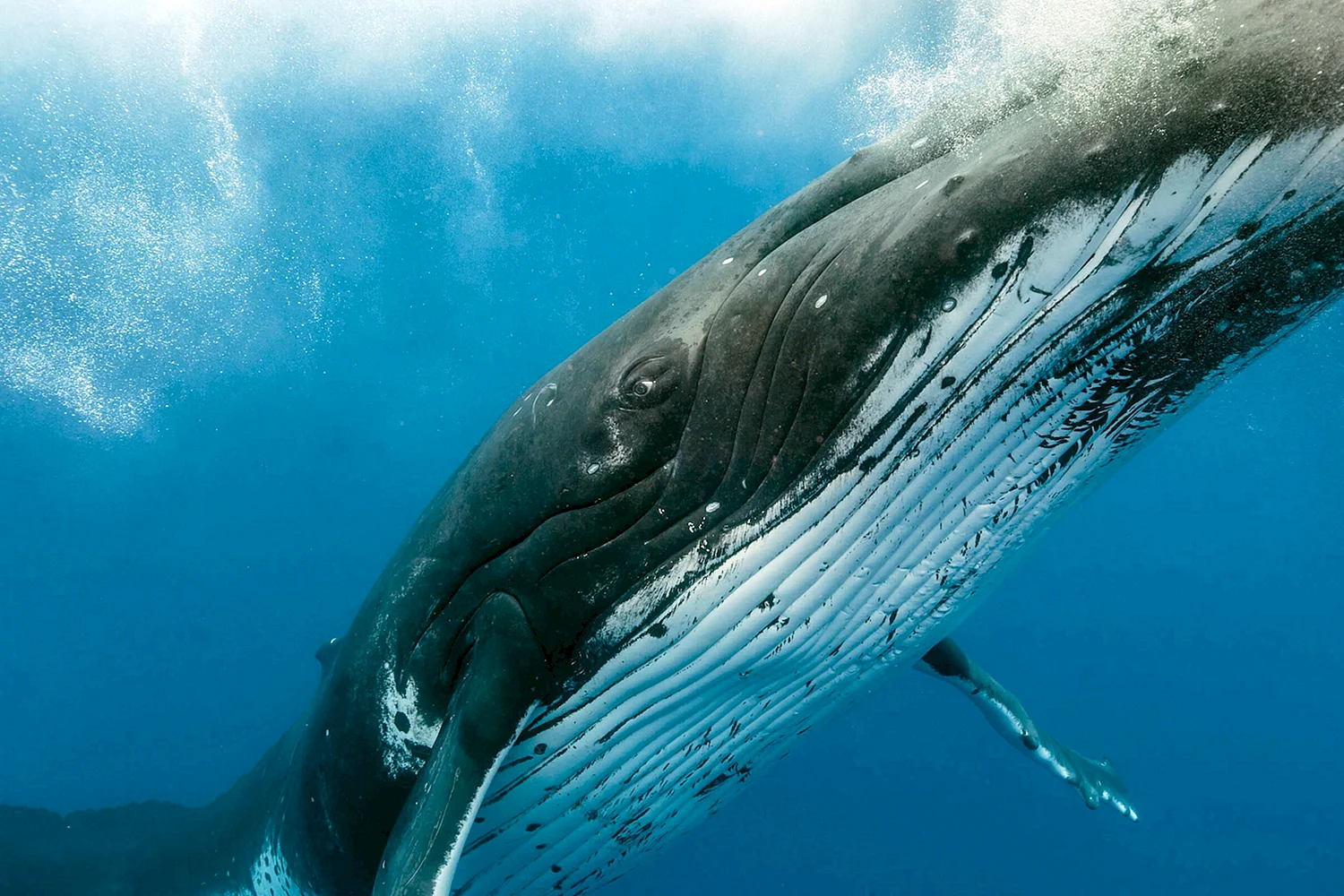 Синий кит (голубой кит)