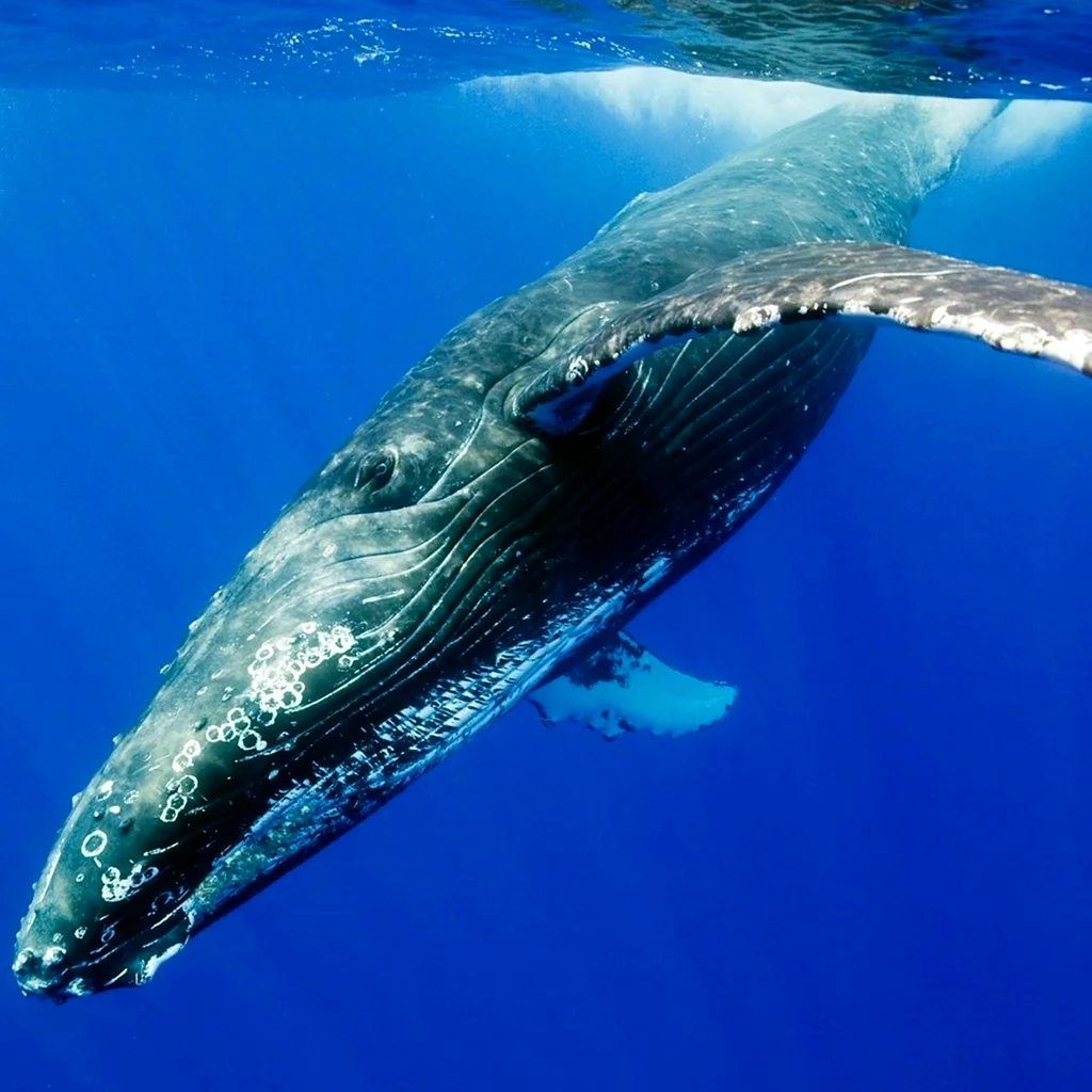 Синий кит голубой кит или блювал