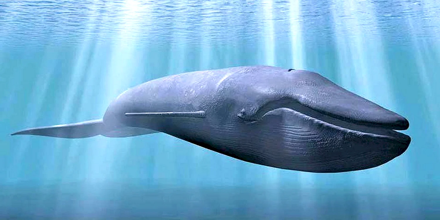 Синий кит млекопитающее