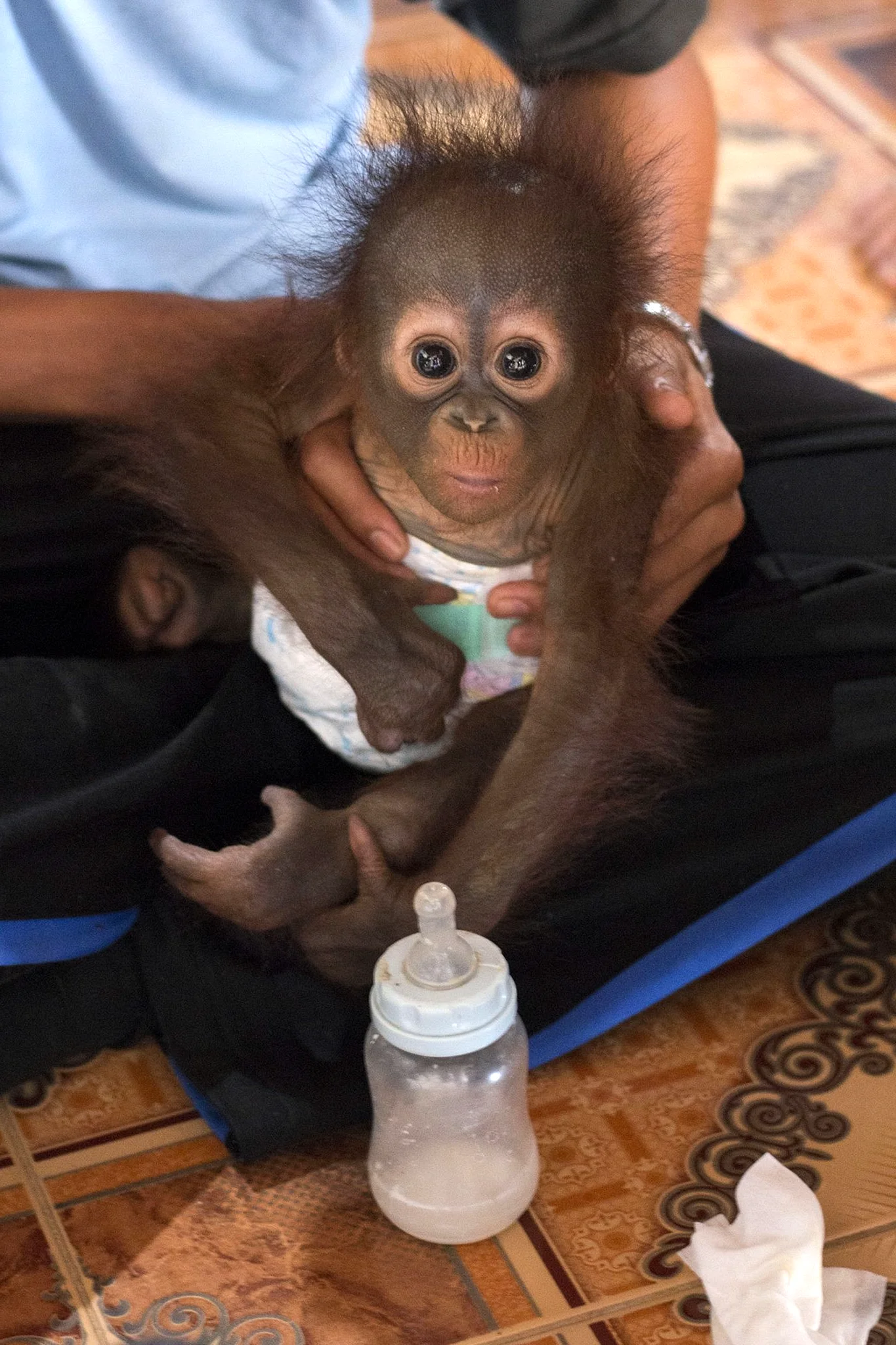 Сирота малыш орангутан