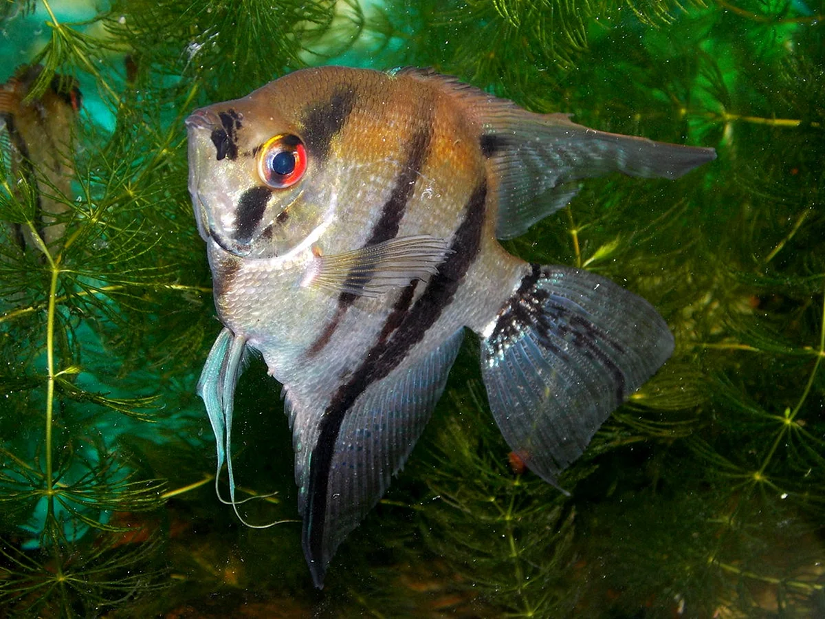 Скалярия аквариумная рыбка