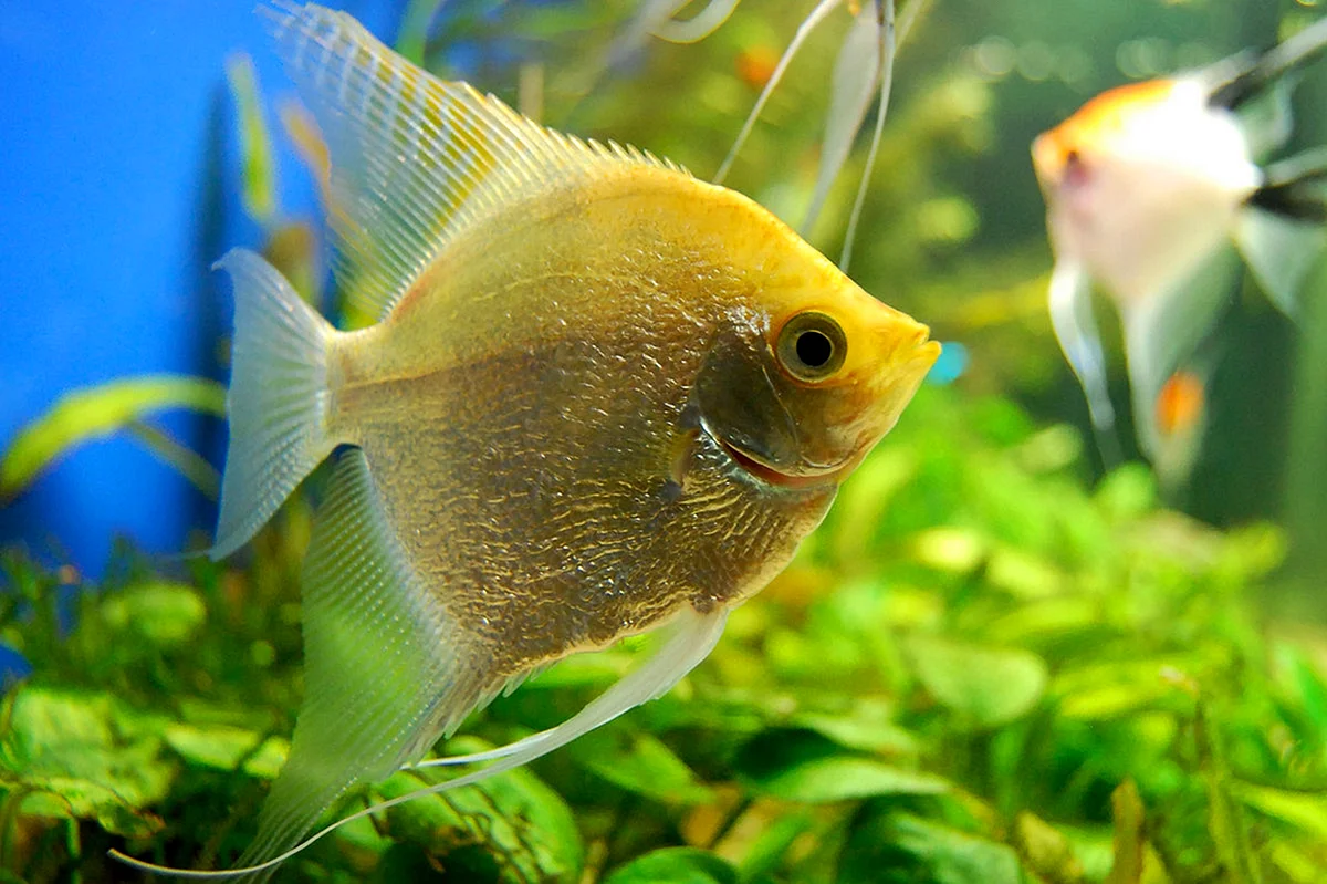 Скалярия аквариумная Золотая