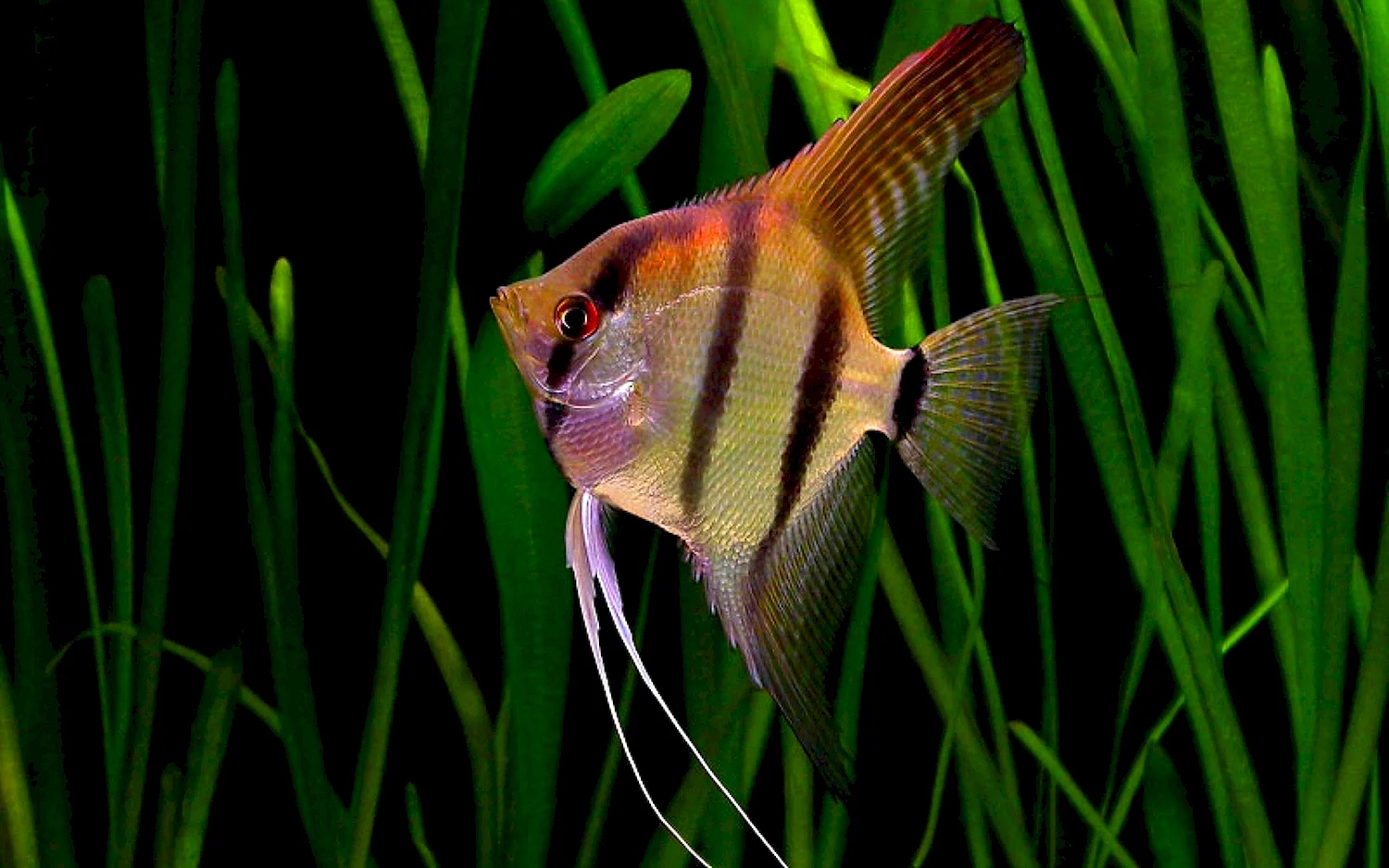 Скалярис рыбка аквариумная
