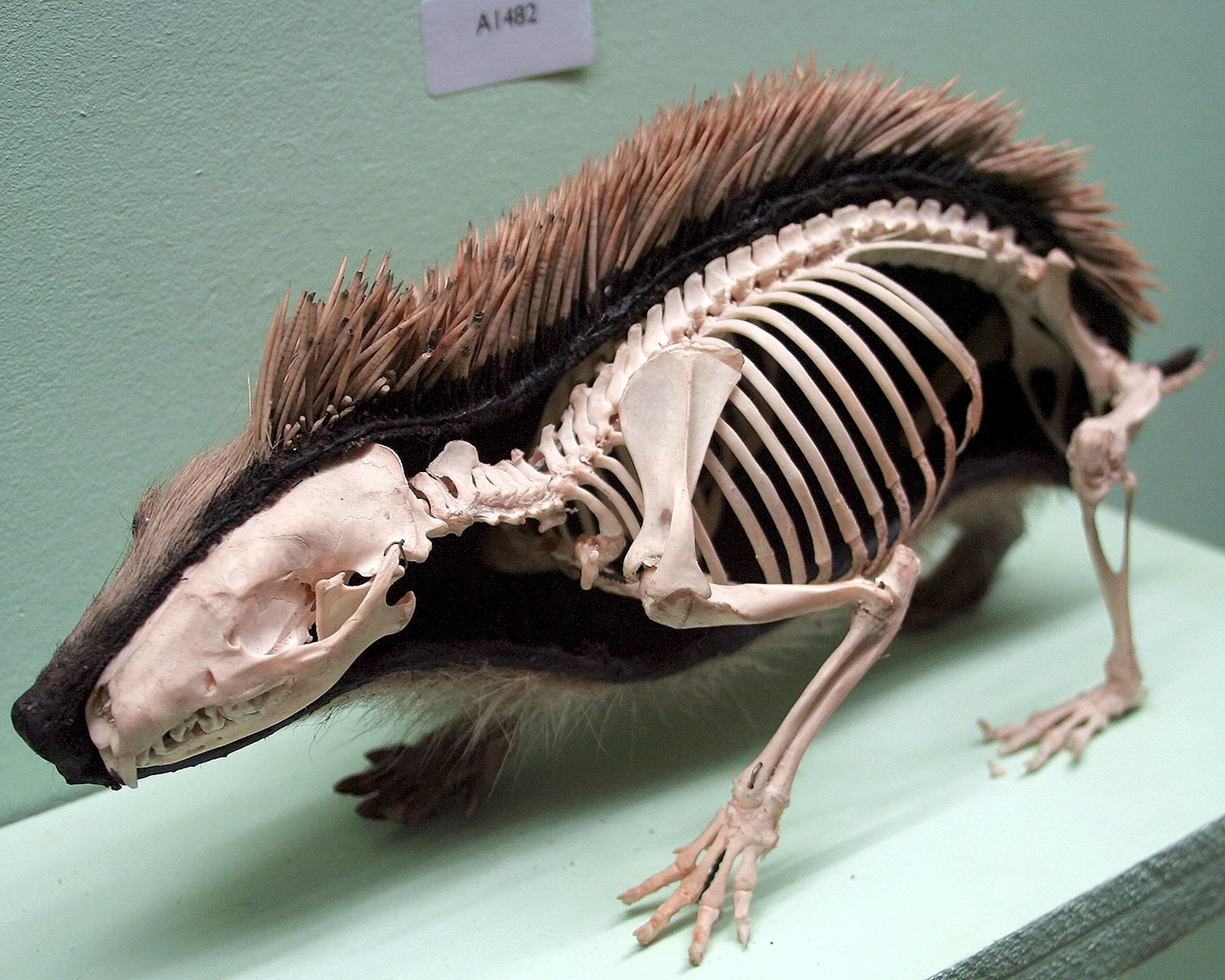 Скелет дикобраза