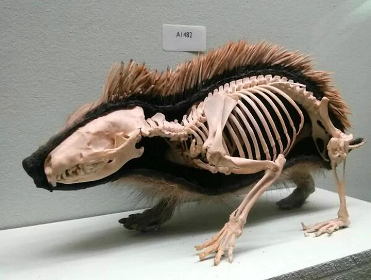 Скелет дикобраза