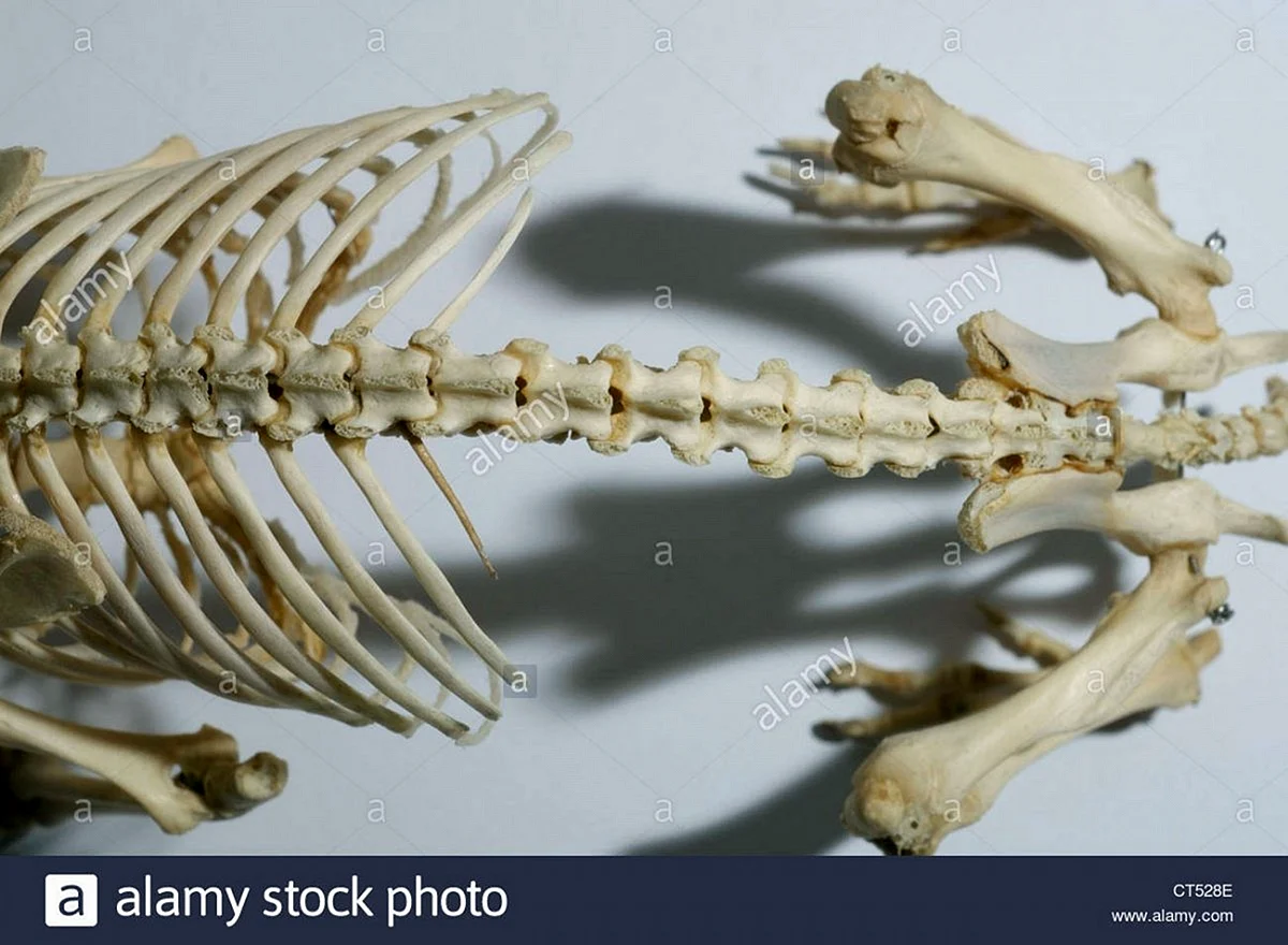 Скелет ежа обыкновенного