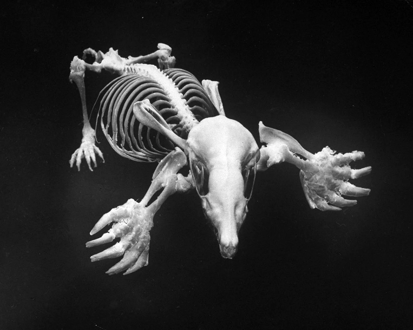Скелет крота