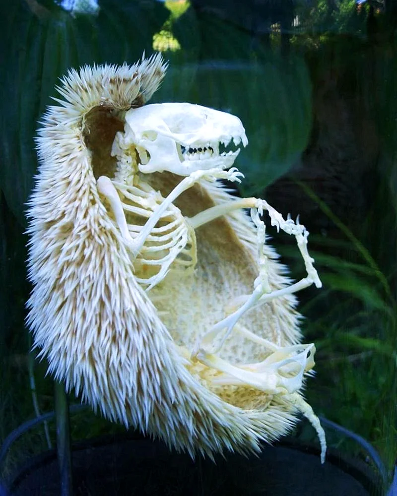 Скелет морского ежа