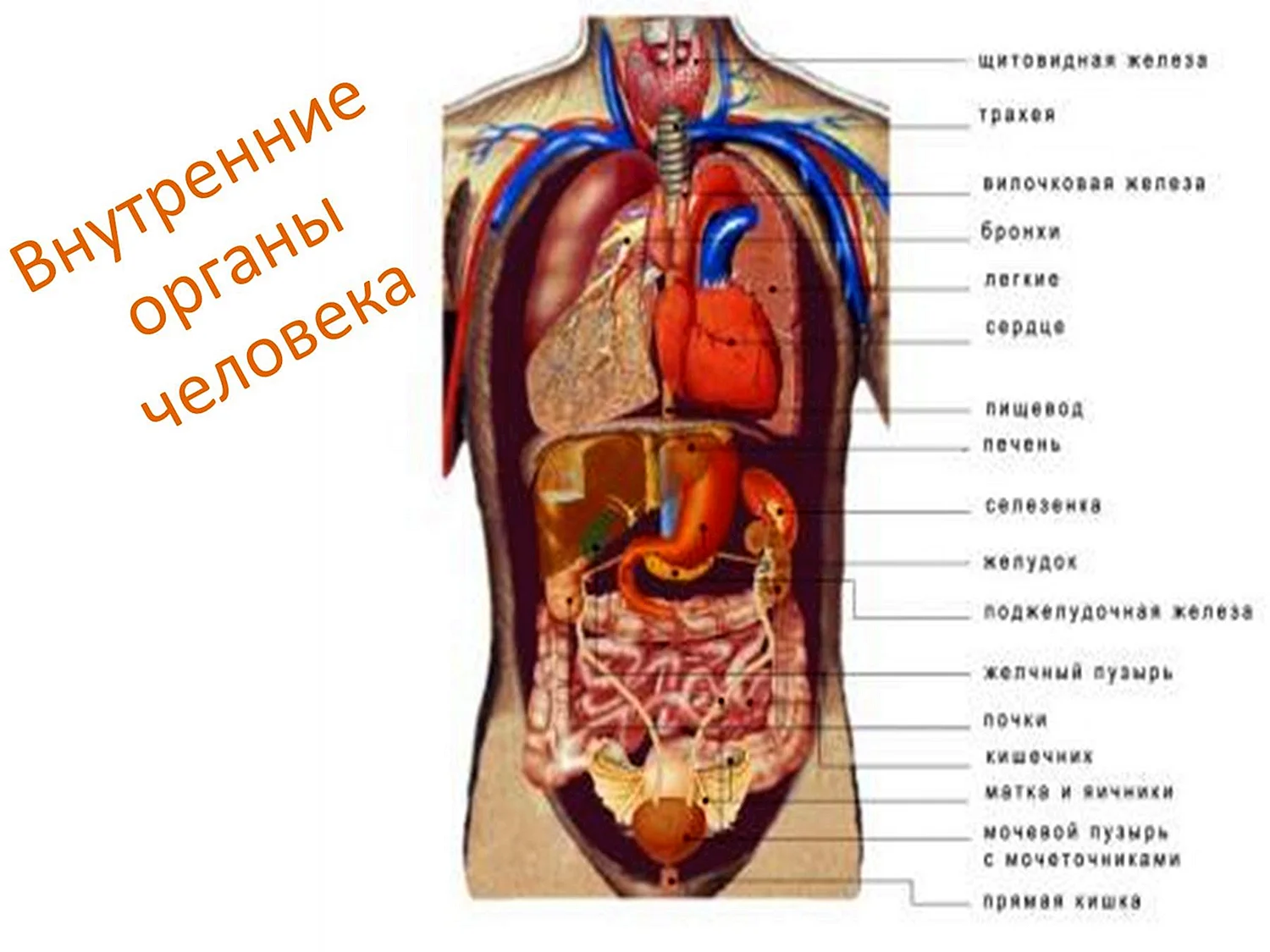 Схема внутренних органов человека брюшной полости