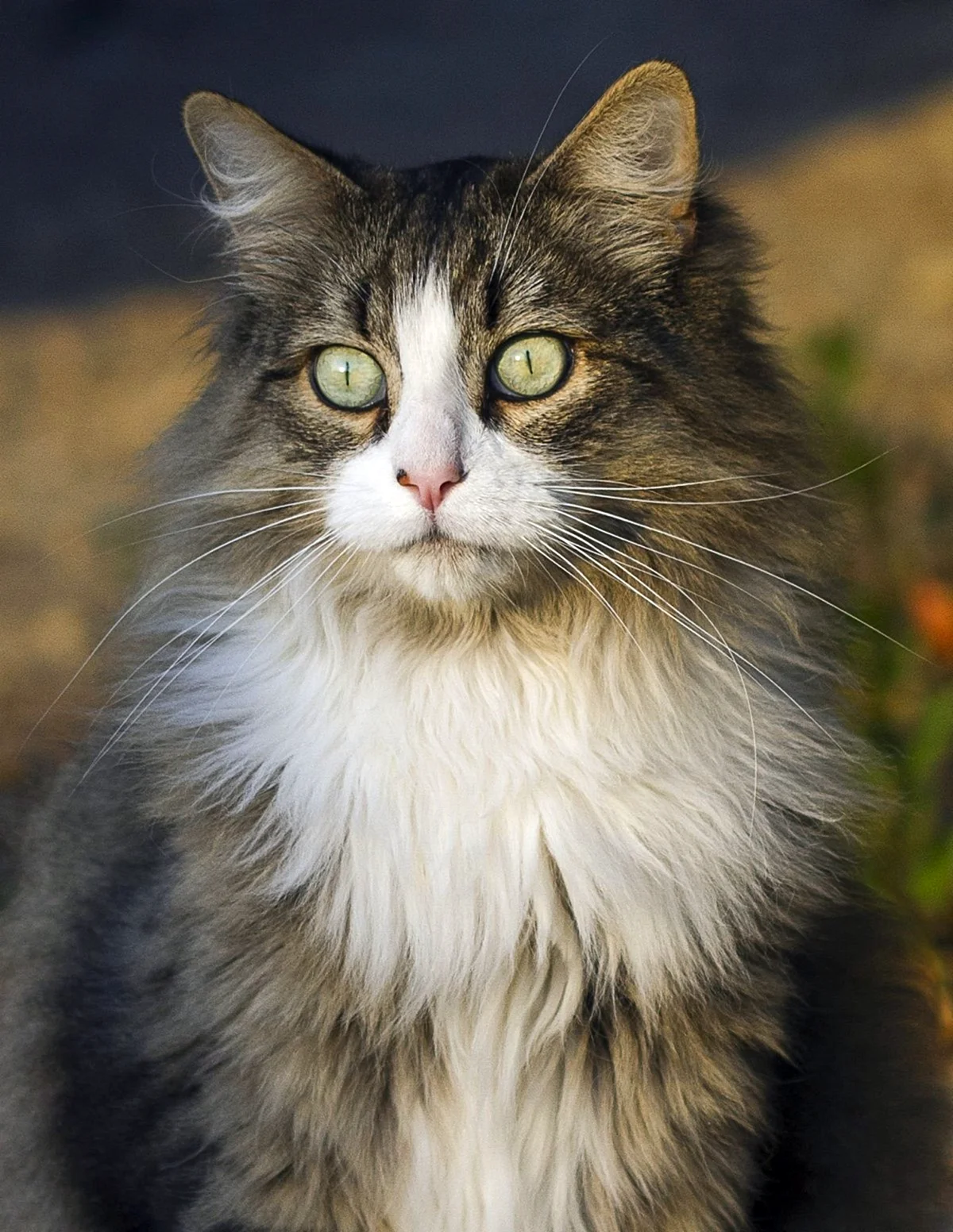 Skogkatt - Норвежская Лесная кошка.