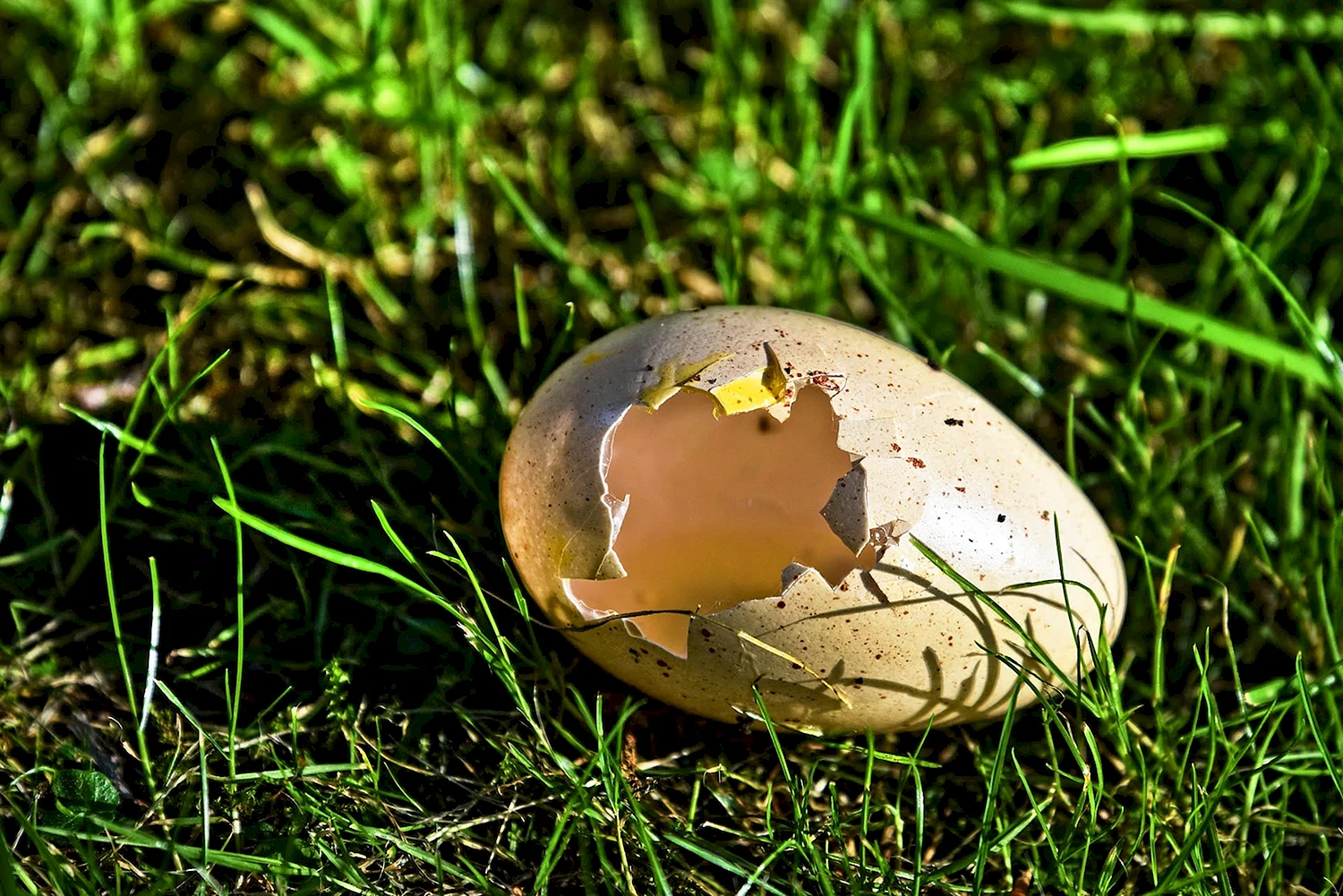 Скорлупа яиц птиц