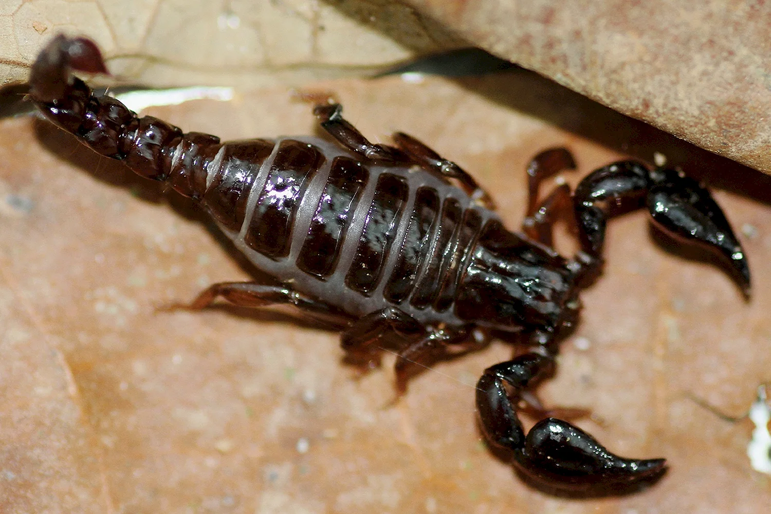 Скорпион Chactidae