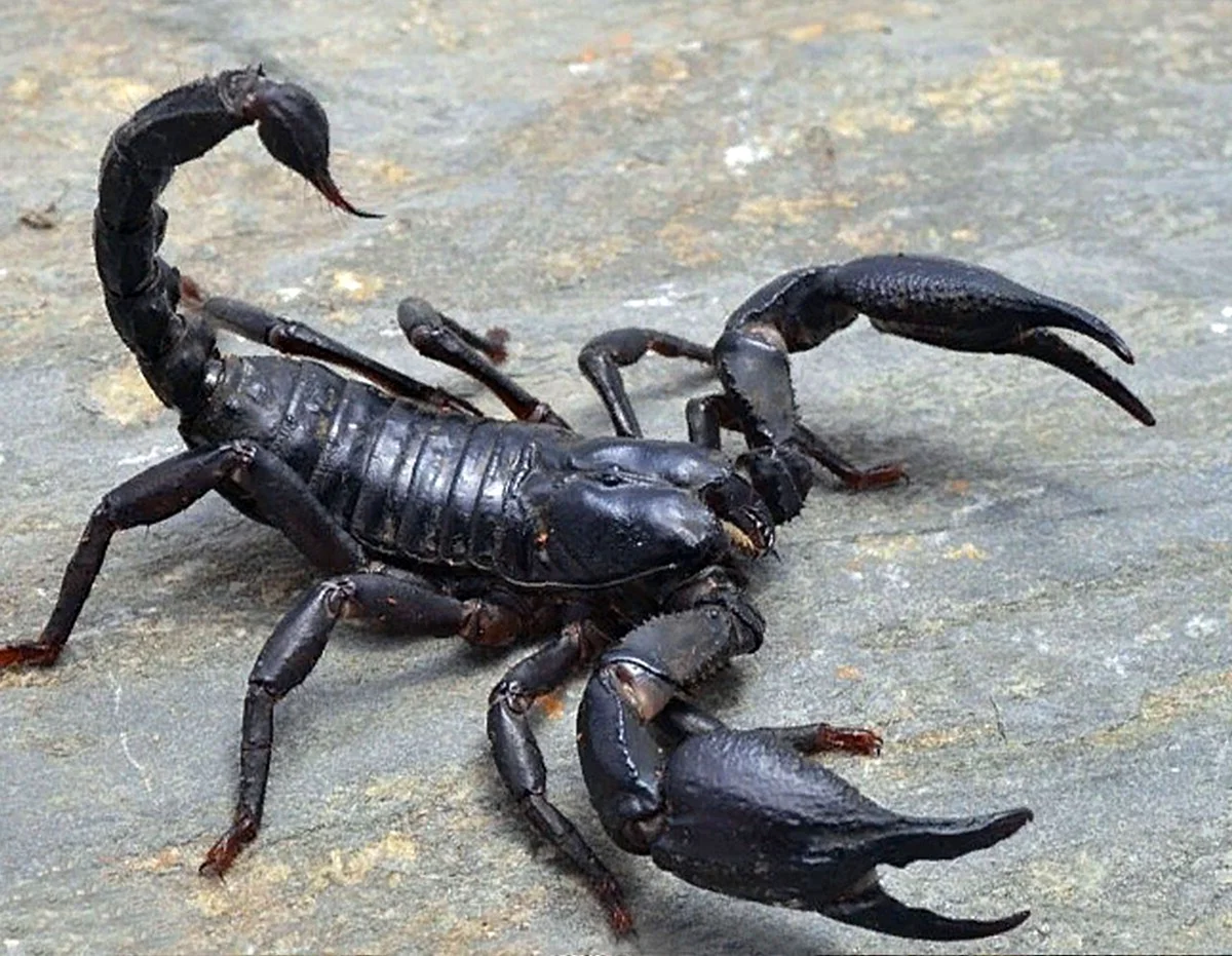 Скорпион Heterometrus