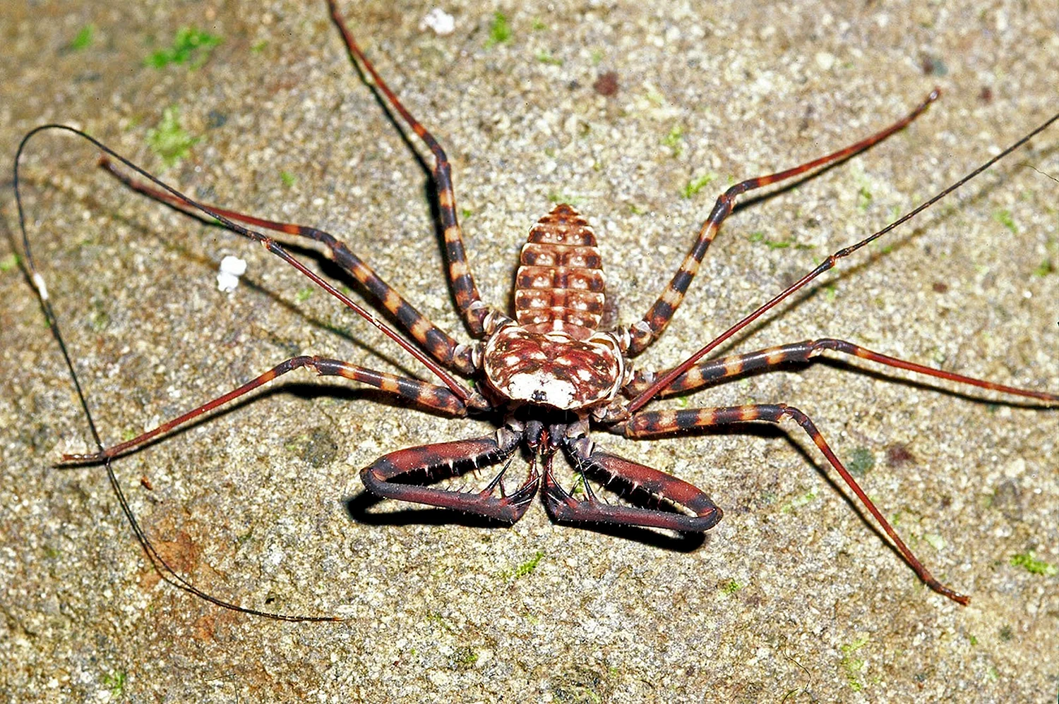 Скорпион и паук насекомые