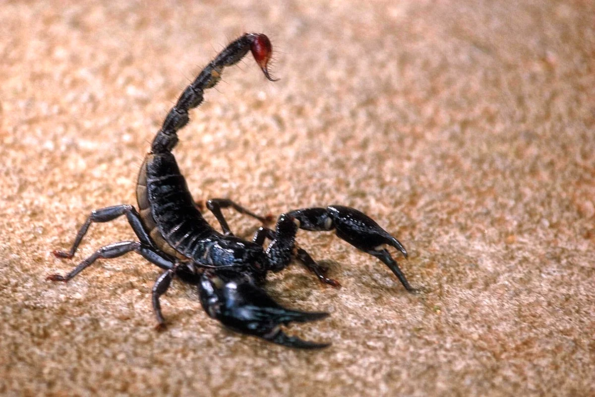 Скорпион Лейурус черный