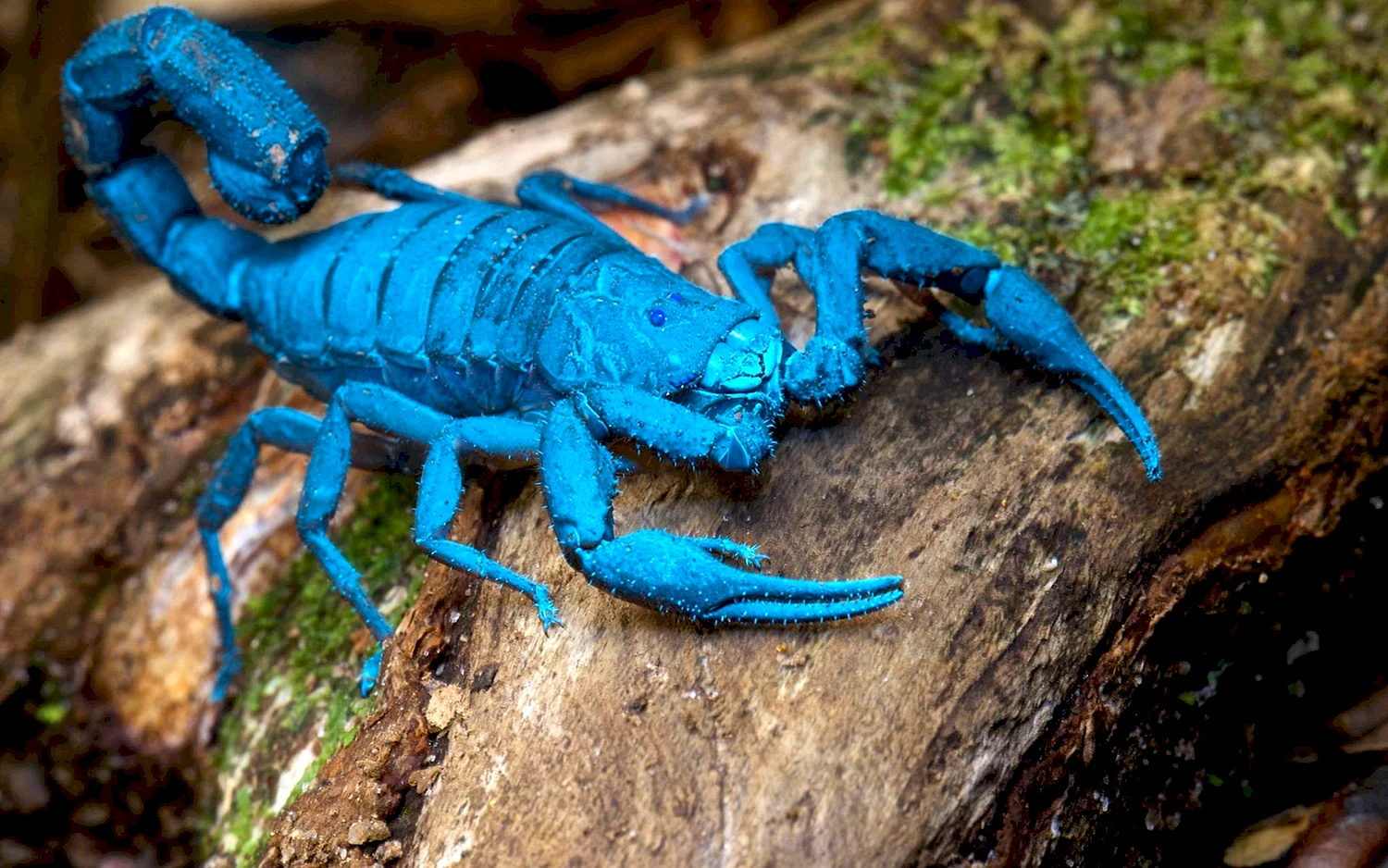 Скорпион Лейурус синий