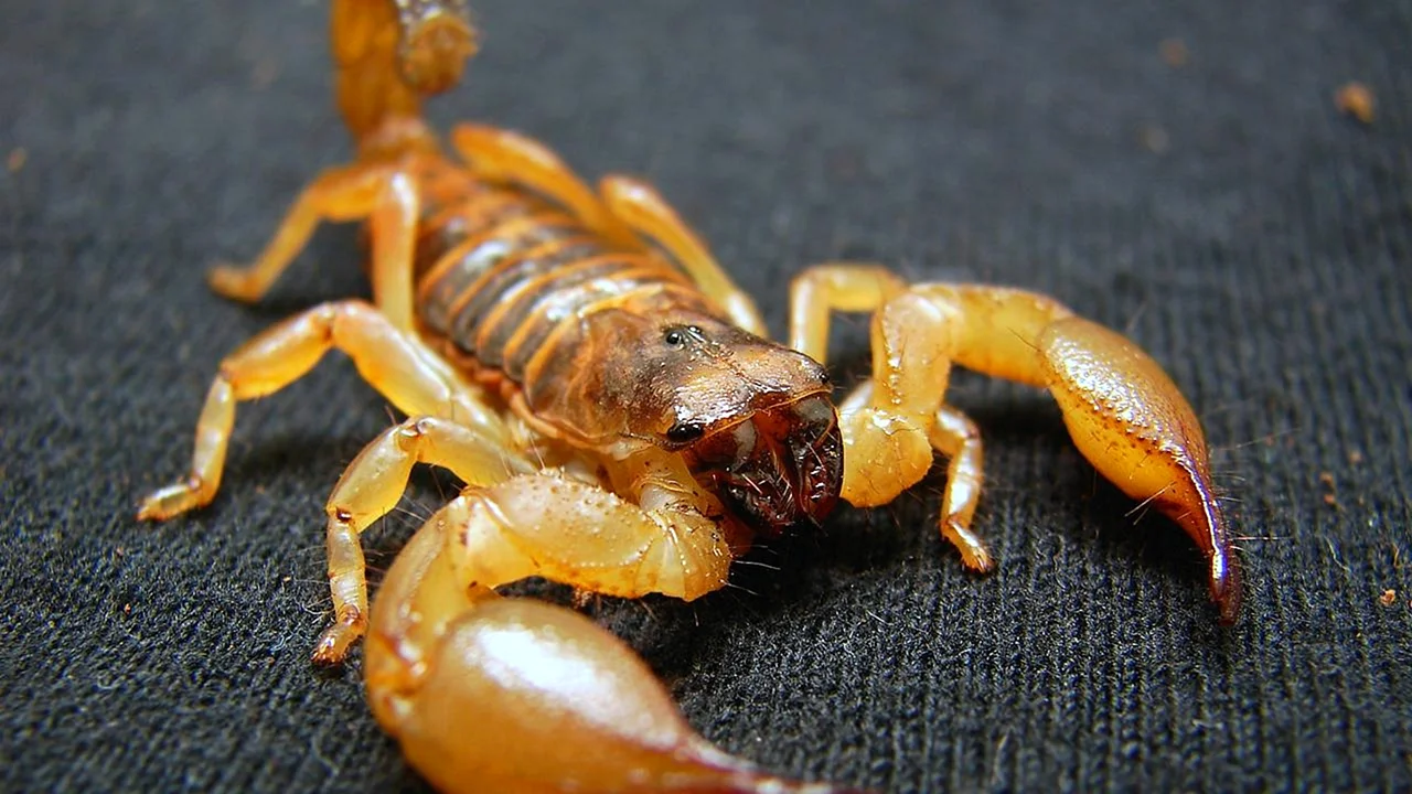 Скорпион лейурусу