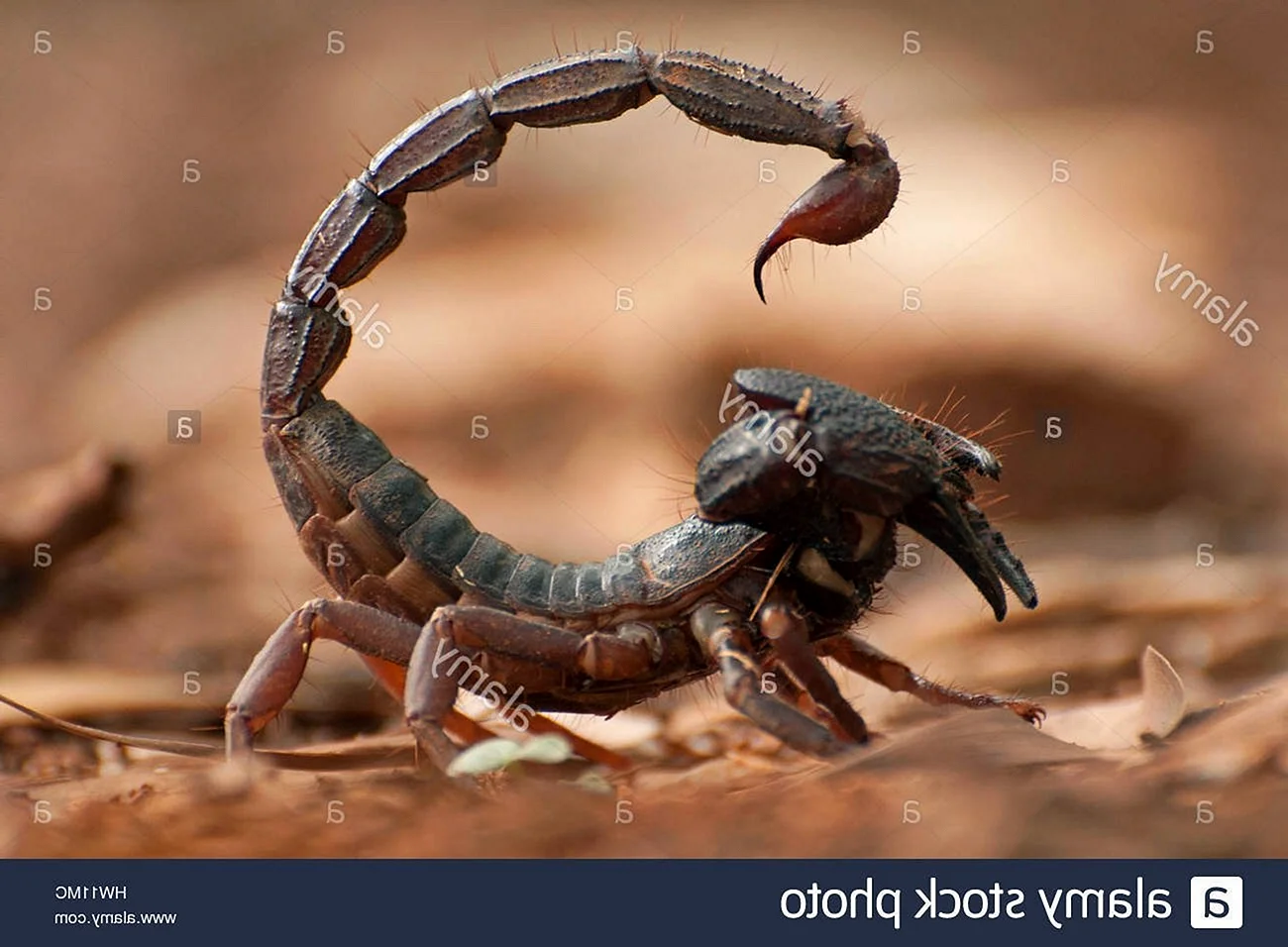 Скорпион Microbothus pusillus
