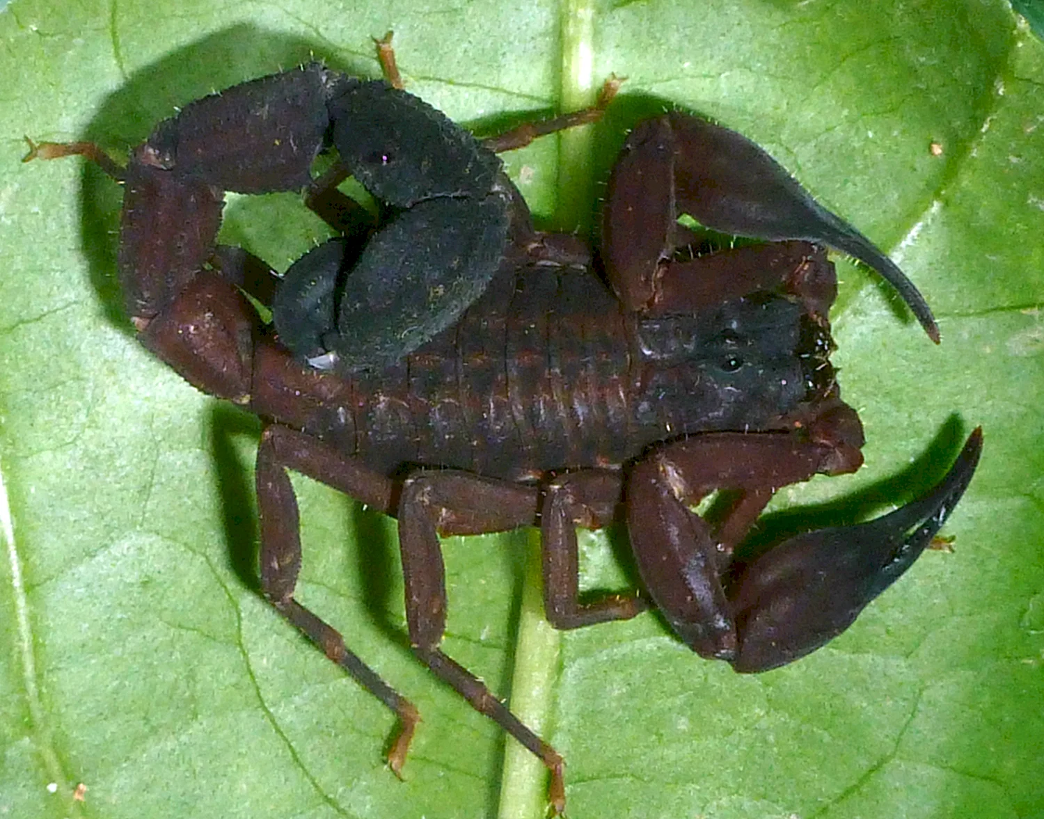 Скорпион Tityus