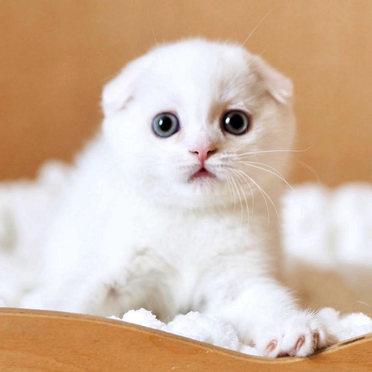 Фото шотландский вислоухий кот белый кот