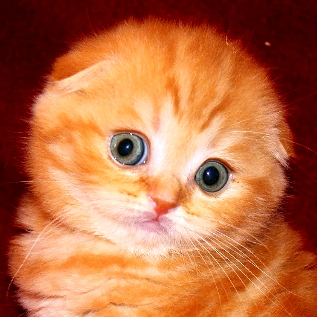 Скоттиш фолд рыжий котенок
