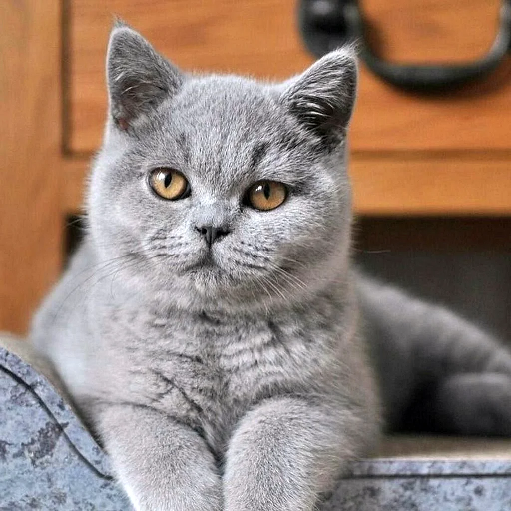 Британская короткошёрстная кошка голубая