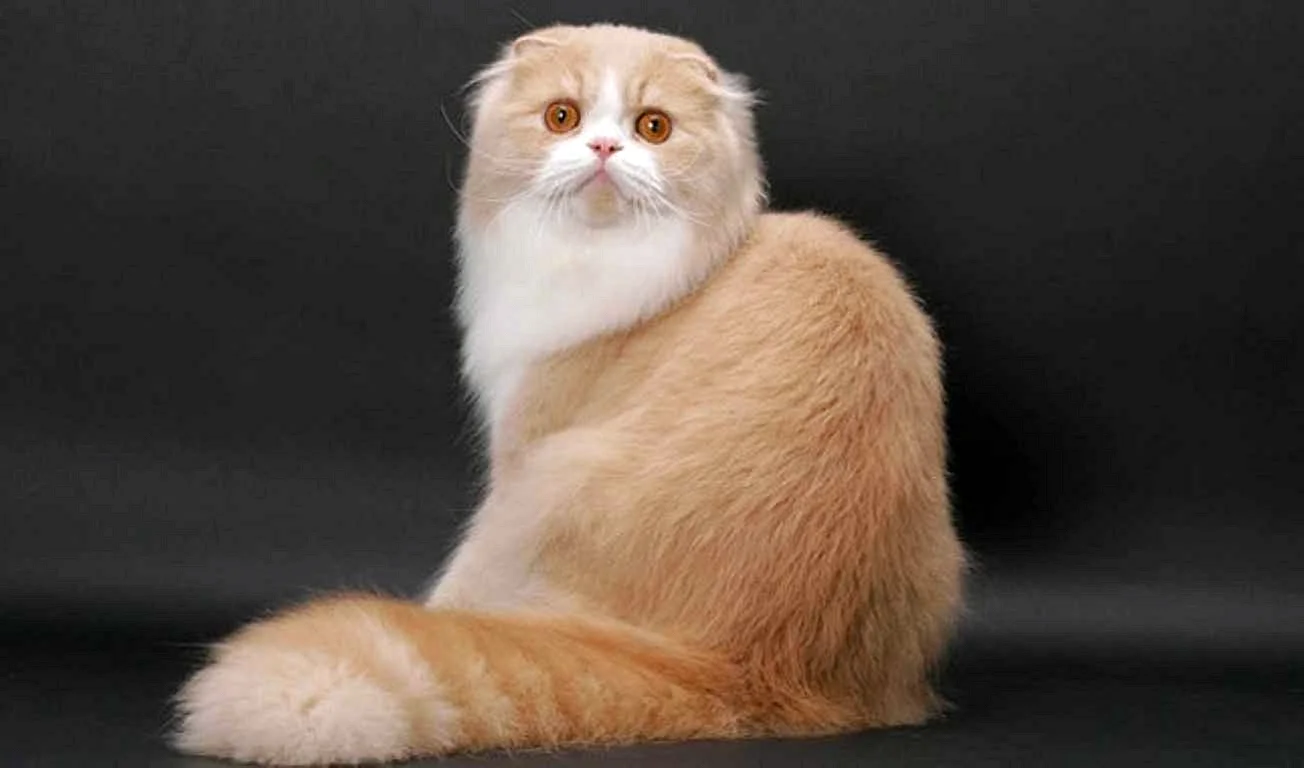 Скоттиш-фолд Шотландская вислоухая длинношерстная кошка