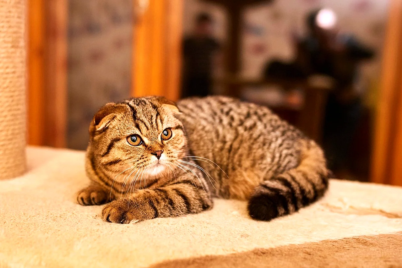 Скоттиш-фолд Шотландская вислоухая кошка