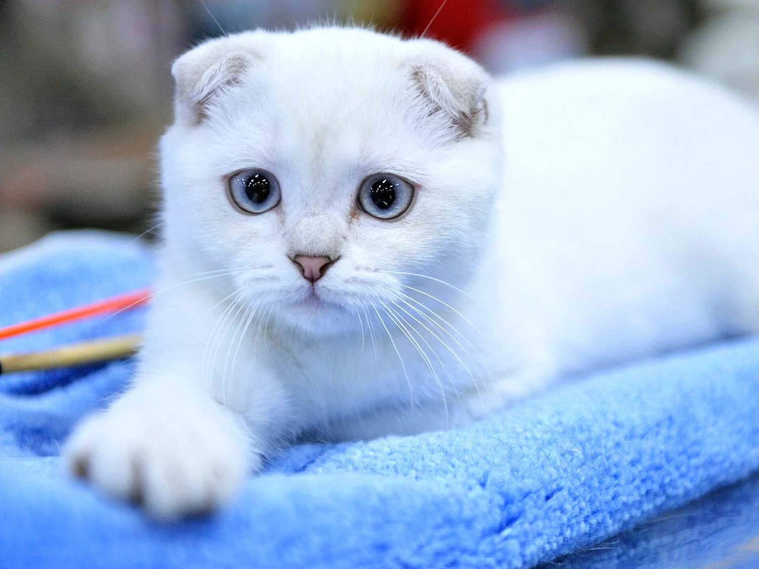 Скоттиш-фолд Шотландская вислоухая кошка белый