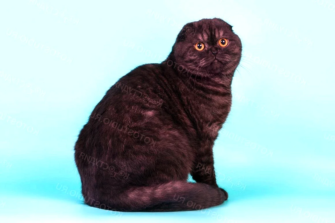 Скоттиш-фолд Шотландская вислоухая кошка черная