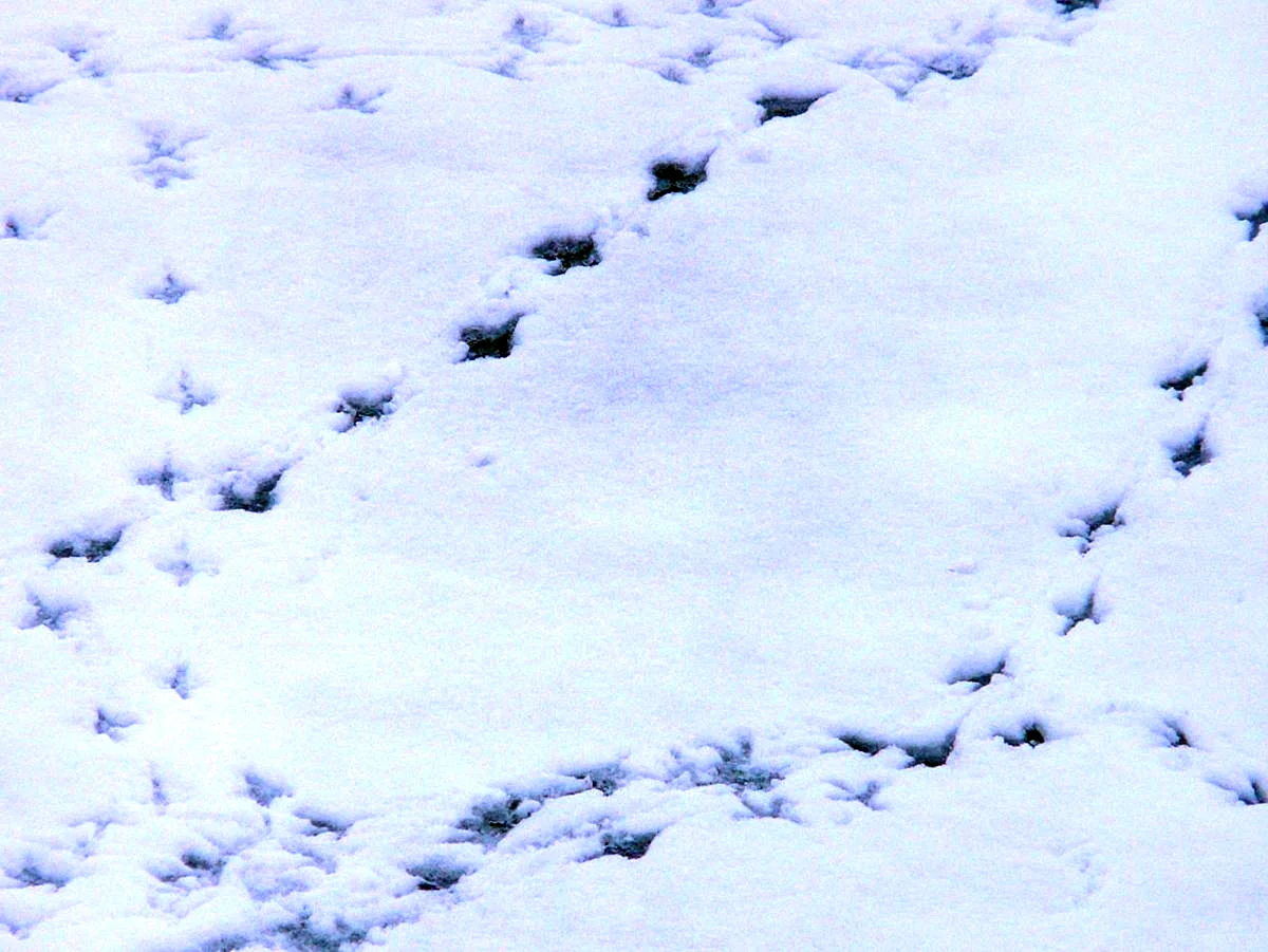 Следы крысы на снегу
