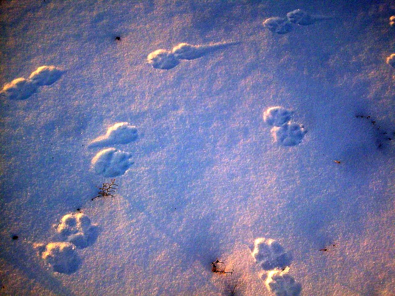 Следы куницы на снегу