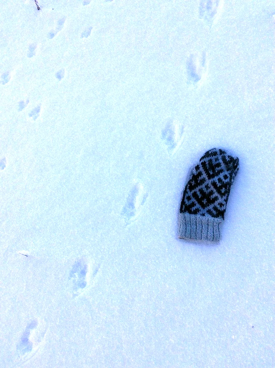 Следы ласки на снегу