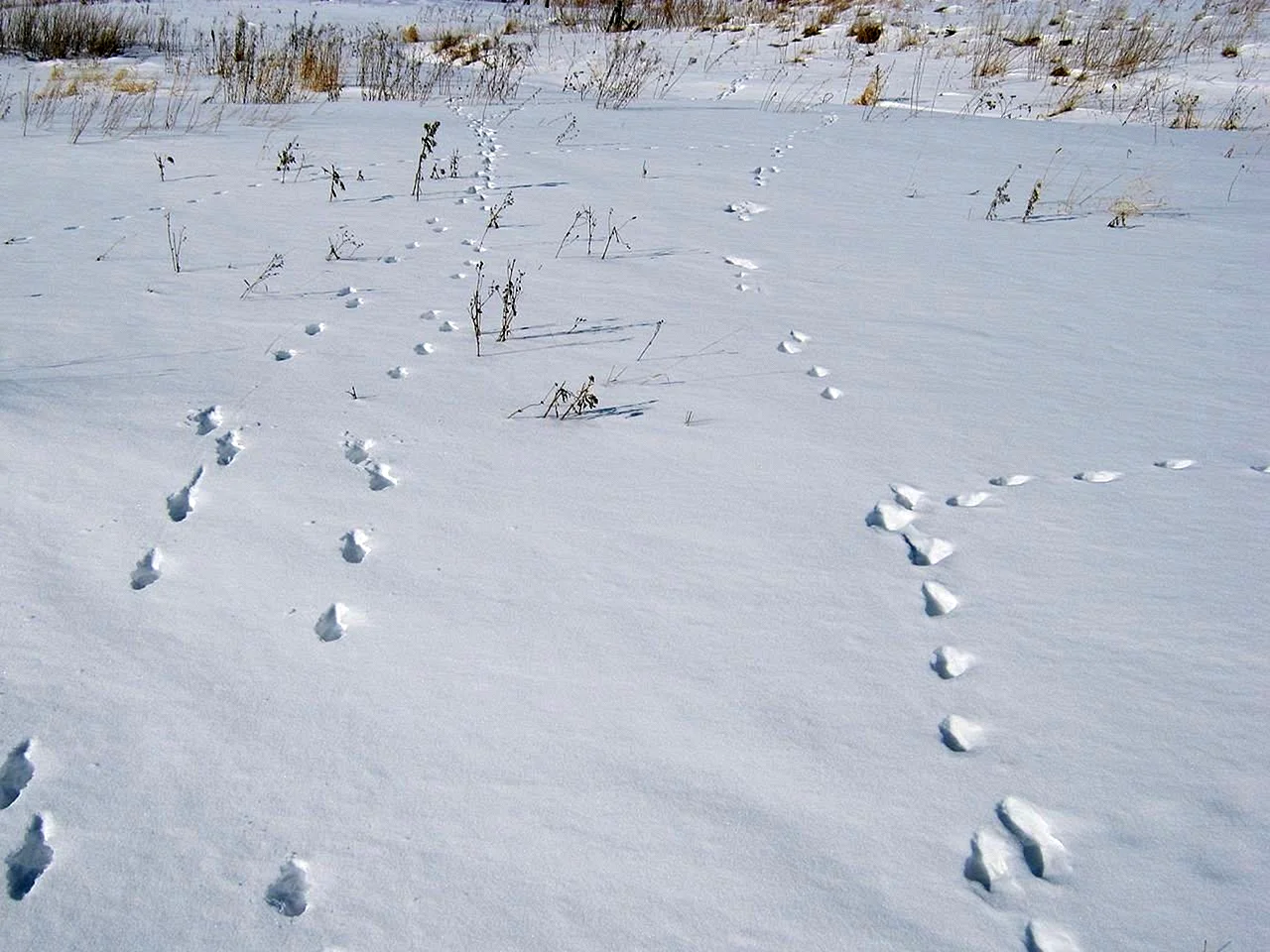Следы мелких животных на снегу