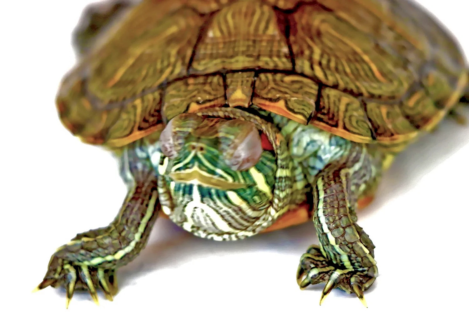 Слепая красноухая черепаха