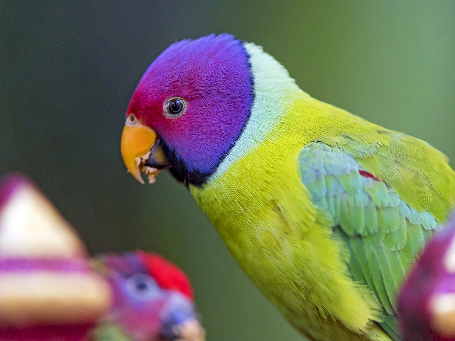 Сливоголовый кольчатый попугай