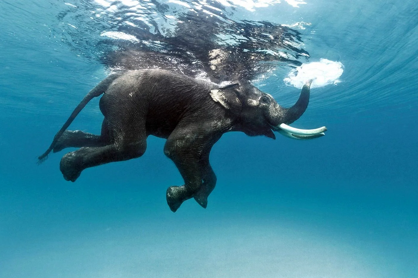 Слон плавает