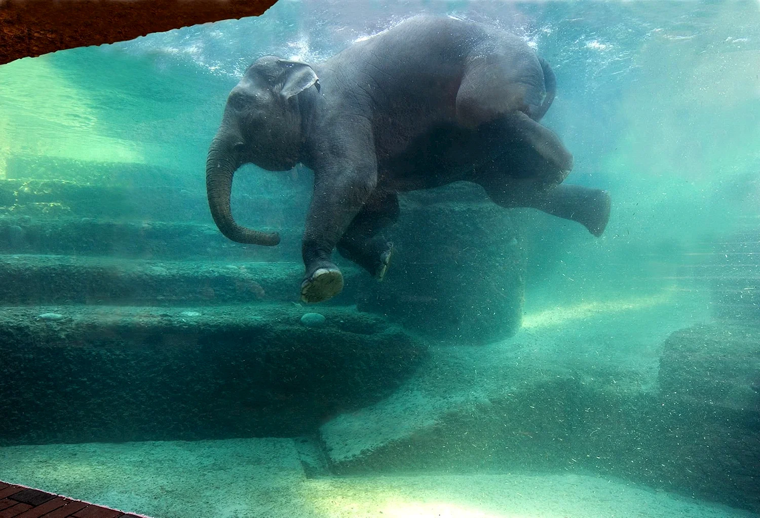 Слон плавает