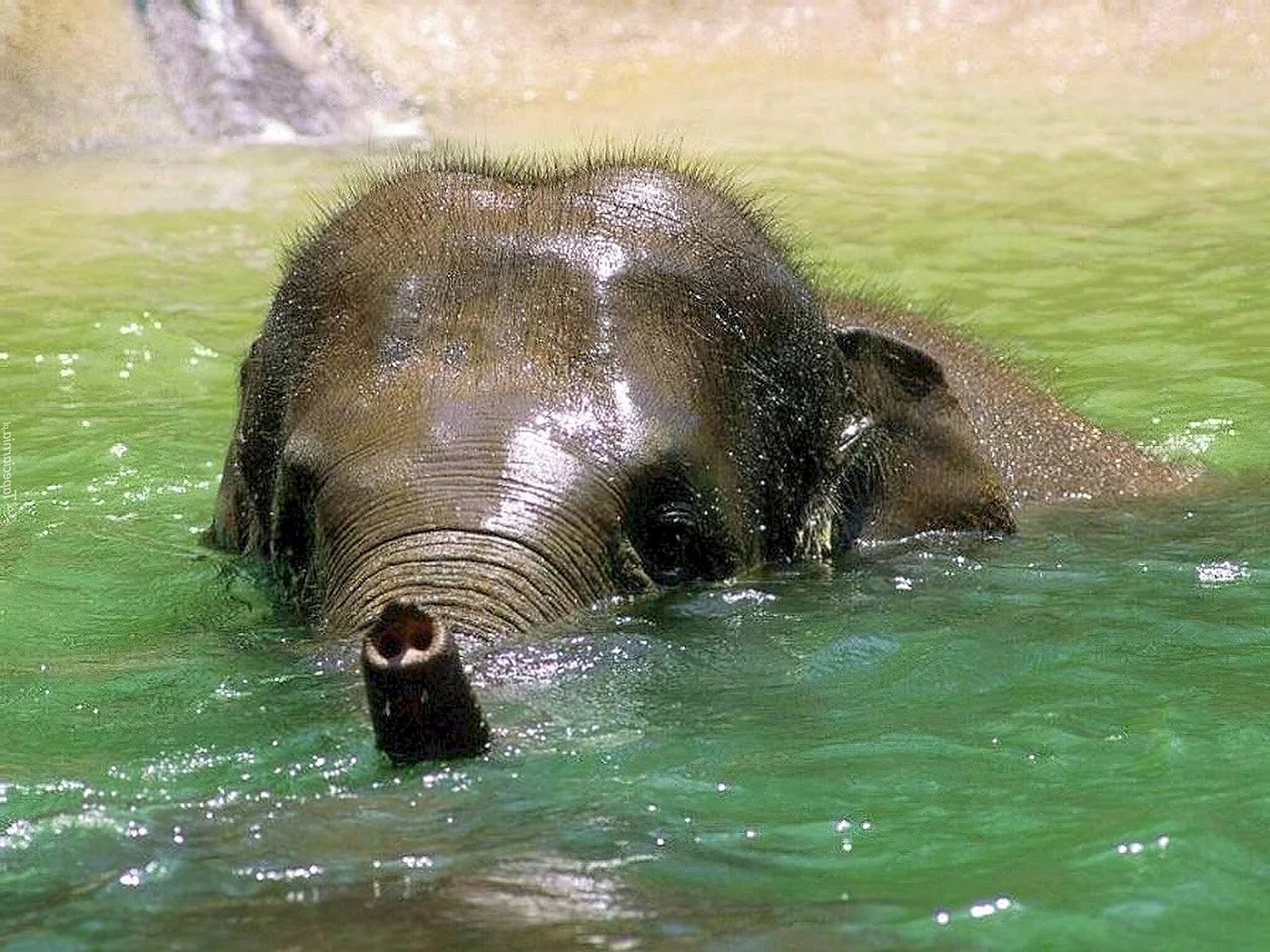 Слон плывет