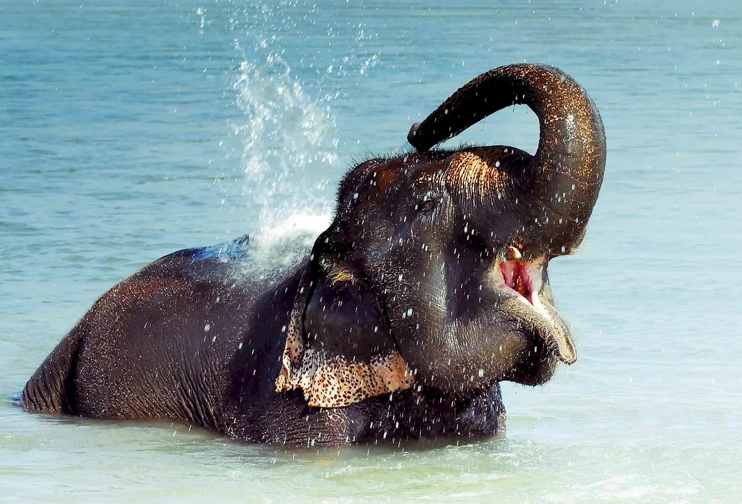 Слон поливает себя водой