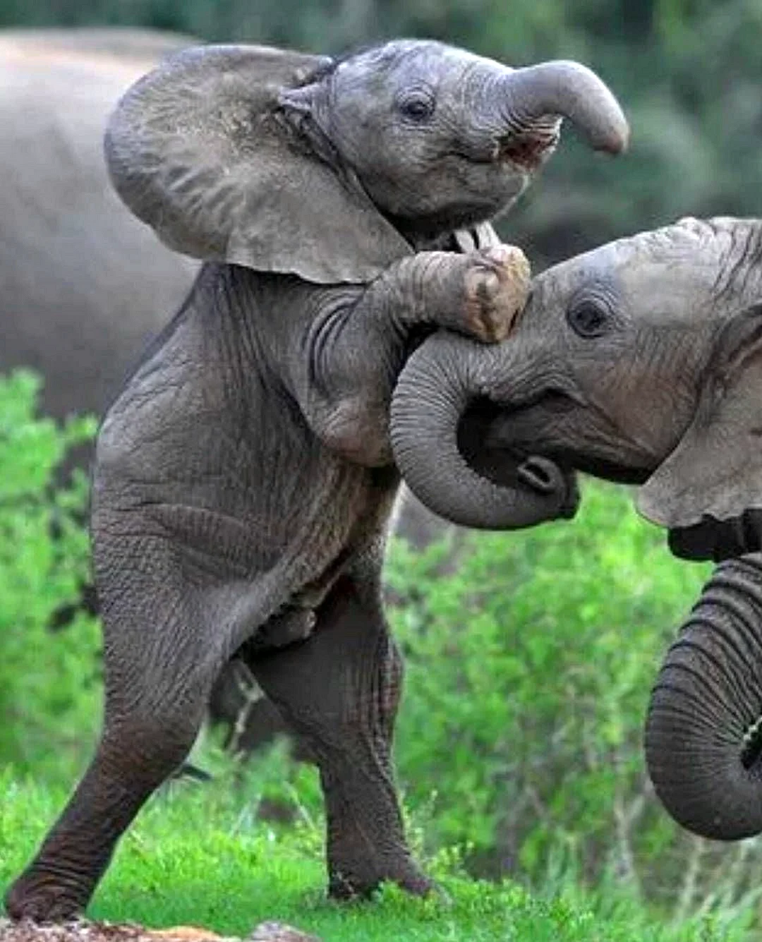 Слон слониха слоны Слоненок